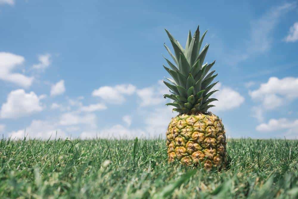 A pineapple in grass.