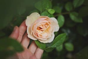 A rose.