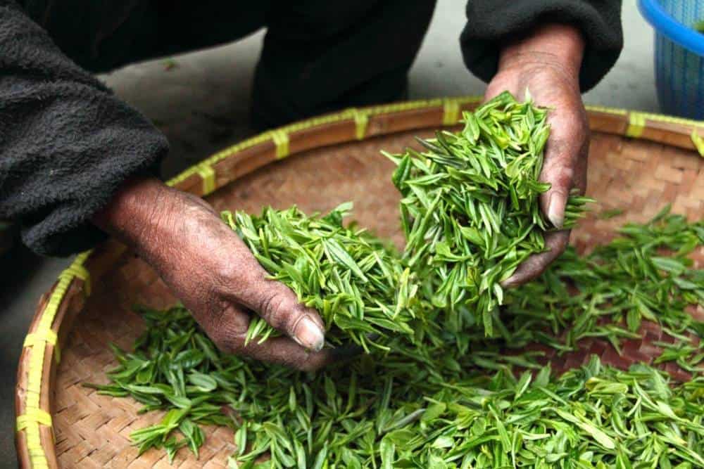 A man sifting through green tea leaves.