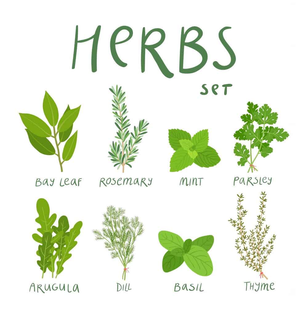 A graphic with the title "Herbs" depicting various herbs.
