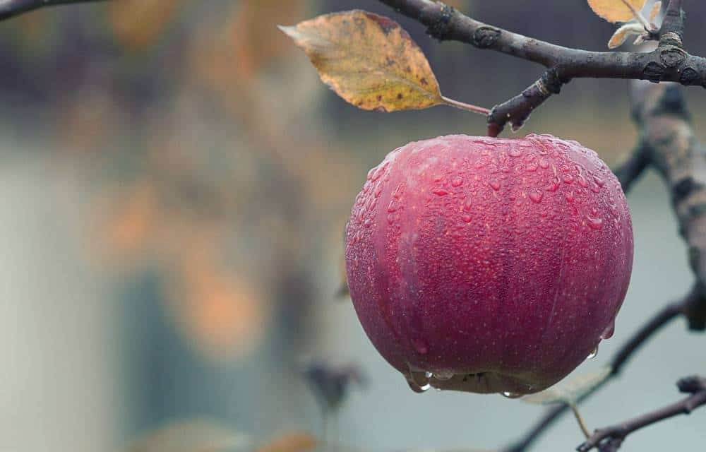 Apple tree.