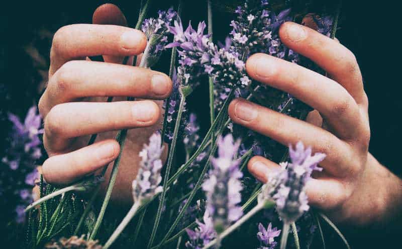 Person's hands touching lavender flowers.